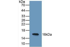 Western blot analysis of recombinant Human REG3g. (REG3g antibody  (AA 39-175))