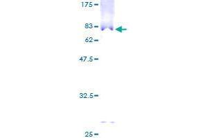 TTLL1 Protein (AA 1-423) (GST tag)