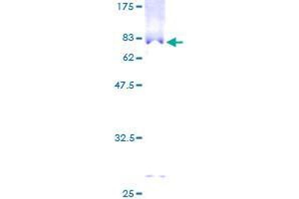 TTLL1 Protein (AA 1-423) (GST tag)