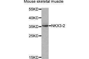 Western blot analysis of extracts of mouse skeletal muscle, using NKX3-2 antibody. (NKX3-2 antibody)