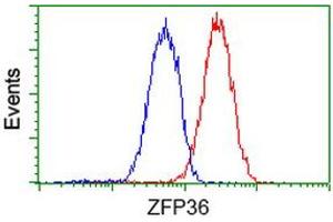 Image no. 2 for anti-Zinc Finger Protein 36, C3H Type, Homolog (Mouse) (ZFP36) antibody (ABIN1501402) (ZFP36 antibody)