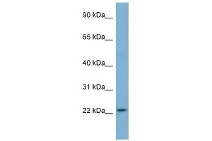 MFAP2 antibody used at 1 ug/ml to detect target protein. (MFAP2 antibody  (N-Term))
