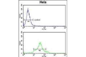 CDC20 Antibody (N-term) (ABIN653082 and ABIN2842679) flow cytometry analysis of Hela cells (bottom histogram) compared to a negative control cell (top histogram). (CDC20 antibody  (N-Term))