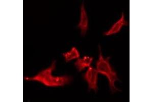 ABIN6276151 staining Hela by IF/ICC. (OR4C15 antibody  (C-Term))