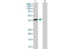 Western Blot analysis of TGDS expression in transfected 293T cell line by TGDS MaxPab polyclonal antibody. (TGDS antibody  (AA 1-350))
