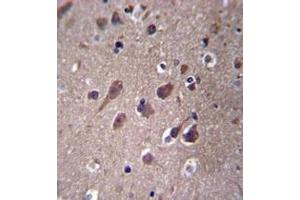 Immunohistochemistry analysis in formalin fixed and paraffin embedded human brain tissue reacted with PHACTR3 Antibody (N-term) followed which was peroxidase conjugated to the secondary antibody and followed by DAB staining. (PHACTR3 antibody  (N-Term))