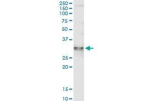 Immunoprecipitation of SDCBP transfected lysate using anti-SDCBP MaxPab rabbit polyclonal antibody and Protein A Magnetic Bead , and immunoblotted with SDCBP purified MaxPab mouse polyclonal antibody (B01P) . (SDCBP antibody  (AA 1-298))