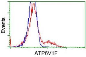 HEK293T cells transfected with either RC210728 overexpress plasmid (Red) or empty vector control plasmid (Blue) were immunostained by anti-ATP6V1F antibody (ABIN2454152), and then analyzed by flow cytometry. (ATP6V1F antibody)