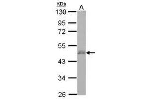 Image no. 1 for anti-D4, Zinc and Double PHD Fingers, Family 3 (DPF3) (AA 1-196) antibody (ABIN1497890) (DPF3 antibody  (AA 1-196))