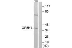 Western blot analysis of extracts from HeLa cells, using OR5H1 Antibody. (OR5H1 antibody  (AA 262-311))