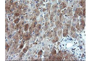 Image no. 2 for anti-Golgin, RAB6-Interacting (GORAB) (AA 35-394) antibody (ABIN1491441) (GORAB antibody  (AA 35-394))