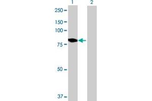 Western Blot analysis of DMPK expression in transfected 293T cell line by DMPK MaxPab polyclonal antibody. (DMPK antibody  (AA 1-629))
