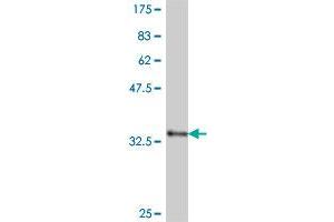 Western Blot detection against Immunogen (36. (DMRT2 antibody  (AA 99-190))