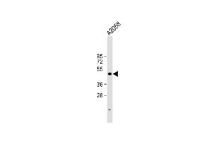 Anti-Cyclin E1 Antibody at 1:1000 dilution +  whole cell lysate Lysates/proteins at 20 μg per lane. (Cyclin E1 antibody  (C-Term))