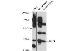 Western blot analysis of extracts of various cell lines, using RXFP4 antibody (ABIN7269910) at 1:1000 dilution.