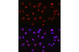 Immunofluorescence analysis of NIH/3T3 cells using DDX39A antibody (ABIN6131590, ABIN6139489, ABIN6139491 and ABIN6223963) at dilution of 1:50. (DDX39 antibody  (AA 178-427))