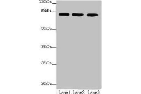 AP4B1 antibody  (AA 201-500)