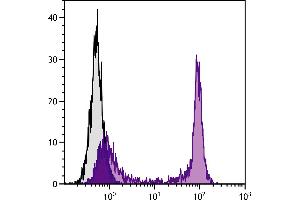anti-Neutralite Avidin antibody (FITC)