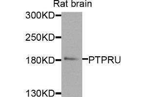 Western blot analysis of extracts of rat brain cells, using PTPRU antibody.