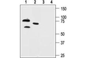 Western blot analysis of human neuroblastoma cell line SH-SY5Y (lanes 1 and 3) and mouse brain lysate (lanes 2 and 4): - 1,2. (KCND1 antibody  (C-Term, Intracellular))