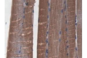 Detection of GLRX3 in Mouse Skeletal muscle Tissue using Polyclonal Antibody to Glutaredoxin 3 (GLRX3) (GLRX3 antibody  (AA 73-320))