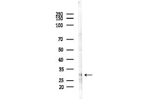 anti-THAP Domain Containing, Apoptosis Associated Protein 2 (THAP2) (Internal Region) antibody