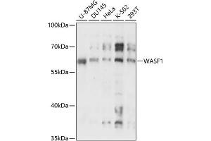 Western blot analysis of extracts of various cell lines, using W antibody (ABIN7271345) at 1:3000 dilution. (WASF1 antibody  (C-Term))