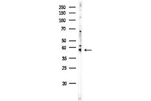 anti-Olfactory Receptor, Family 2, Subfamily J, Member 2 (OR2J2) (N-Term) antibody