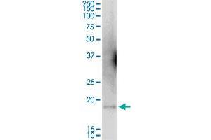 WRB MaxPab polyclonal antibody. (WRB antibody  (AA 1-174))