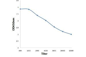 Antigen: 0. (HOXC9 antibody  (AA 151-220))