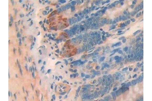 PRO-ANP antibody  (AA 25-122)