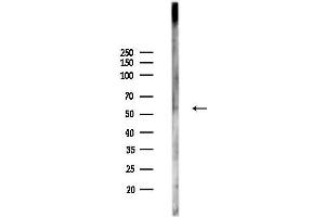 anti-STEAP Family Member 4 (STEAP4) (C-Term) antibody