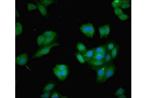 Immunofluorescent analysis of HepG2 cells using ABIN7145741 at dilution of 1:100 and Alexa Fluor 488-congugated AffiniPure Goat Anti-Rabbit IgG(H+L) (BCAT1 antibody  (AA 4-276))