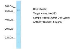 HAUS3 antibody  (AA 291-340)