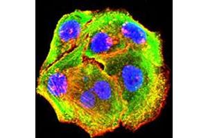 Immunofluorescence analysis of Hela cells using P2RY14 mouse mAb (green). (P2RY14 antibody)