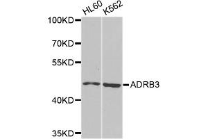 Western blot analysis of extracts of various cell lines, using ADRB3 antibody. (ADRB3 antibody)