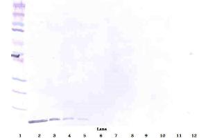 Image no. 1 for anti-Defensin, beta 1 (DEFB1) antibody (Biotin) (ABIN181701) (beta Defensin 1 antibody  (Biotin))