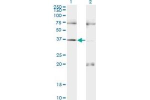 Western Blot analysis of PAX9 expression in transfected 293T cell line by PAX9 monoclonal antibody (M13), clone 3B8. (PAX9 antibody  (AA 205-300))