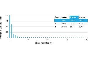 Protein Array (PAr) image for anti-Potassium Inwardly-Rectifying Channel, Subfamily J, Member 6 (KCNJ6) antibody (ABIN7455976) (KCNJ6 antibody)