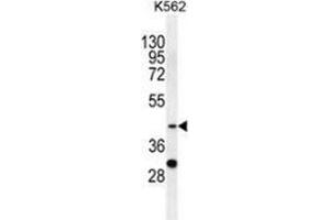 Western blot analysis in K562 cell line lysates (35ug/lane) using SERPINB4 / SCCA2  Antibody (C-term). (SERPINB4 antibody  (C-Term))