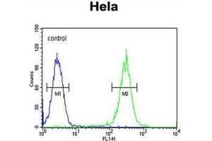 Flow cytometric analysis of Hela cells using RAD26L Antibody (N-term) Cat. (ERCC6L2 antibody  (N-Term))