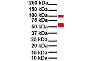 WB Suggested Anti-SNAI1 antibody Titration: 1 ug/mL Sample Type: Human A549