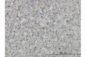 Image no. 2 for anti-KH Domain Containing, RNA Binding, Signal Transduction Associated 1 (KHDRBS1) (AA 176-275) antibody (ABIN599148) (KHDRBS1 antibody  (AA 176-275))