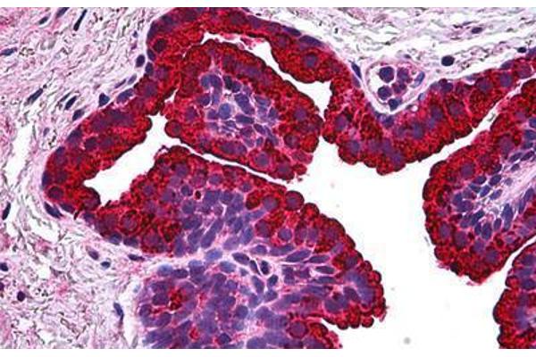 BCAS1 antibody  (AA 1-81)