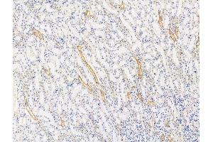 ABIN7094642 and ABIN7098692 at 1/100 staining Rat kidney tissue by IHC-P.