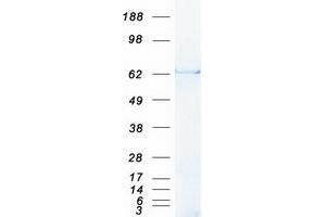 Validation with Western Blot (ABI1 Protein (Transcript Variant 1) (Myc-DYKDDDDK Tag))