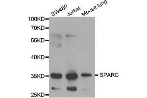 Western blot analysis of extracts of various cell lines, using SPARC antibody (ABIN5970787) at 1/1000 dilution. (SPARC antibody)