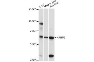 Western blot analysis of extracts of various cell lines, using HABP2 antibody (ABIN6291159) at 1:3000 dilution.
