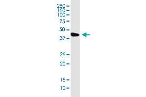 KIAA1191 monoclonal antibody (M01), clone 2F7. (KIAA1191 antibody  (AA 1-305))