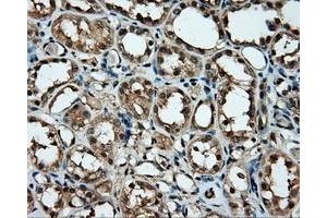 Immunohistochemical staining of paraffin-embedded pancreas tissue using anti-MCL1 mouse monoclonal antibody. (MCL-1 antibody)